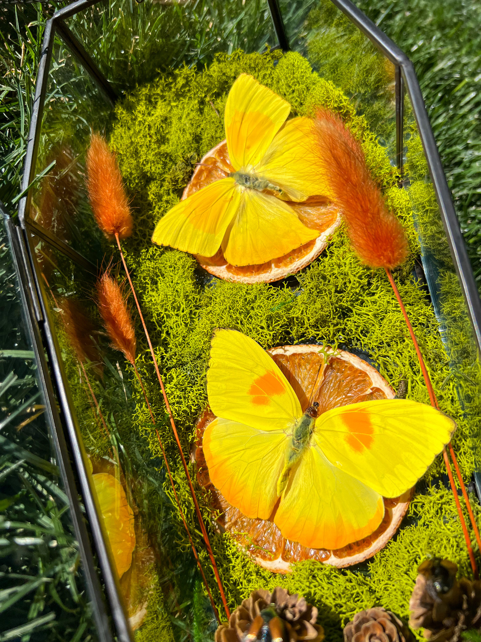 Cloudless Sulphur and Orange-barred Sulphur butterflies perch on vivid orange slices inside this glass coffin terrarium, surrounded by moss, pinecones, Japanese beetles, and dried orange lagurus.