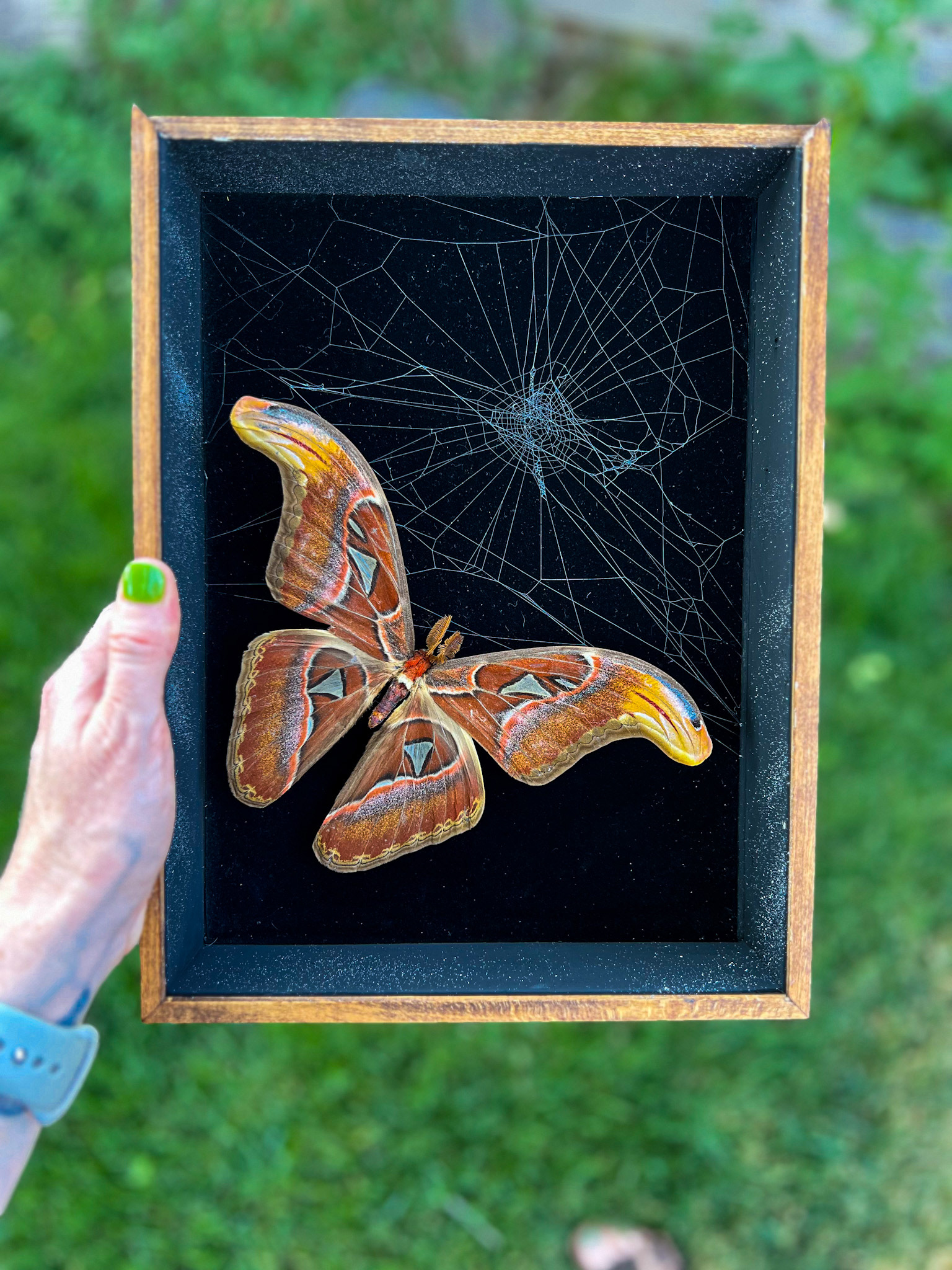 🕸️ Atlas Moth x St. Andrew’s Cross Spider Web 🕸️
I had so much fun preserving this intricate spider web, discovered right in my backyard! 🕷️ Paired with the soft, velvety wings of an Atlas moth, this piece is encased in a rustic shadow box, lined with rich crushed black velvet and finished with hand-painted white splatter accents for a striking, one-of-a-kind design.