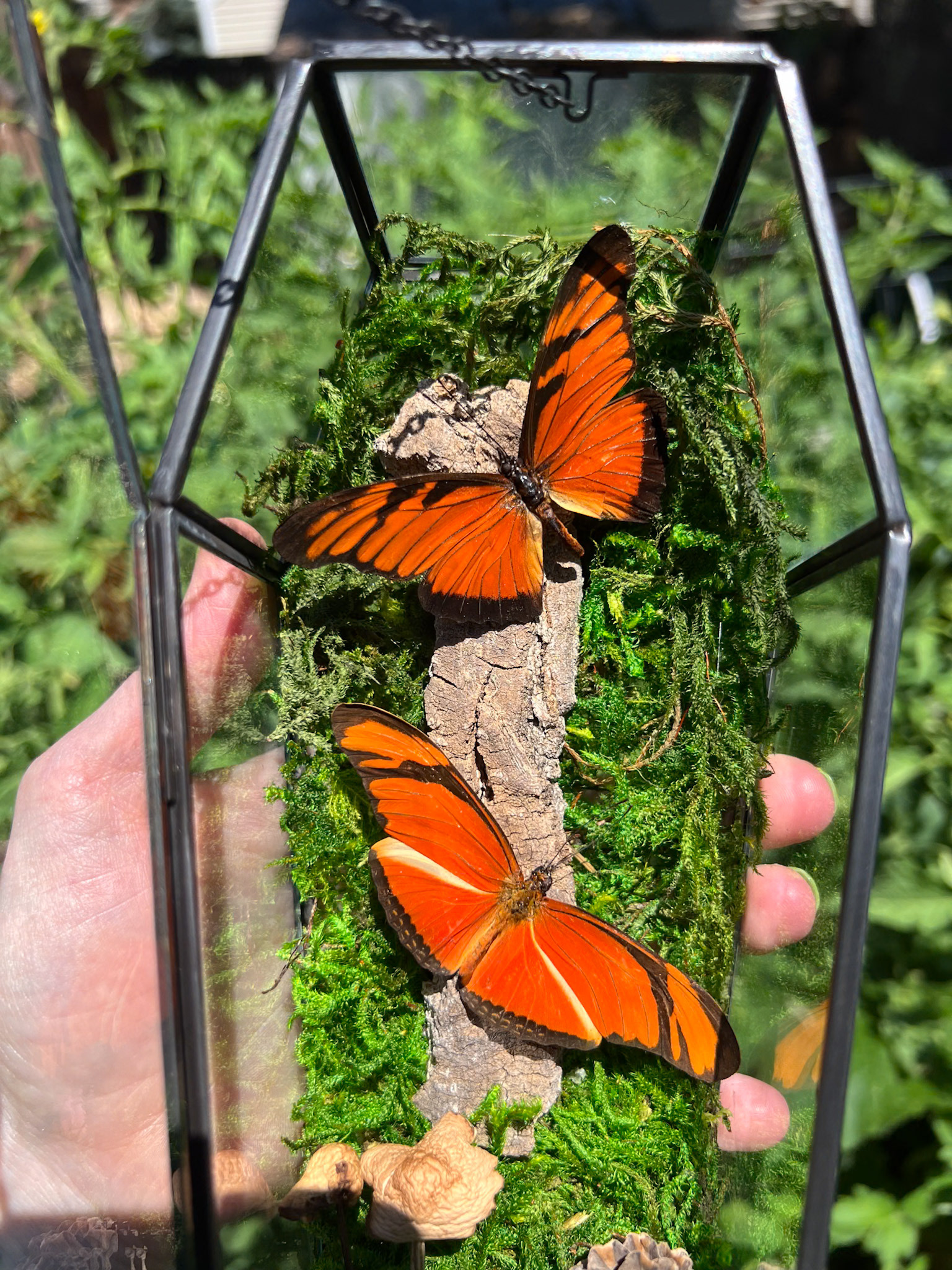 uno Longwing and Julia butterflies in a #glasscoffin, hand-dried mushrooms, bark, and pinecones create the perfect forest scene.