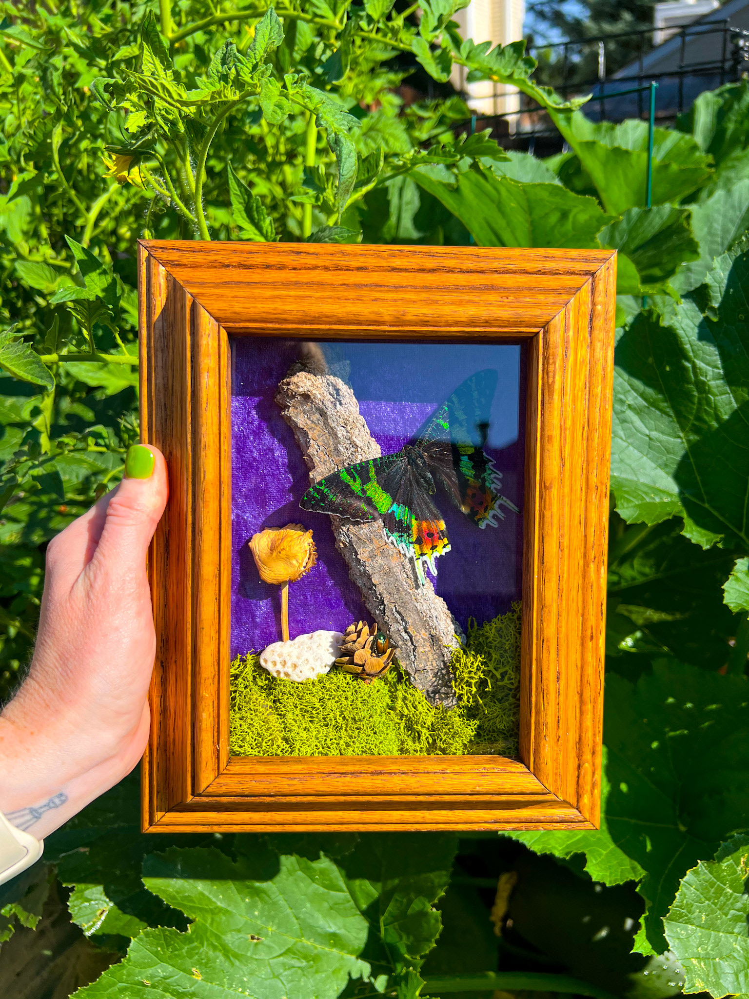 A vibrant Sunset Moth, perched elegantly on a natural bark display with a deep purple backdrop. This piece is adorned with hand-foraged treasures—dried moss, a mushroom, coral, and a pinecone cradling a delicate Japanese beetle—nestled inside a rustic wooden frame.