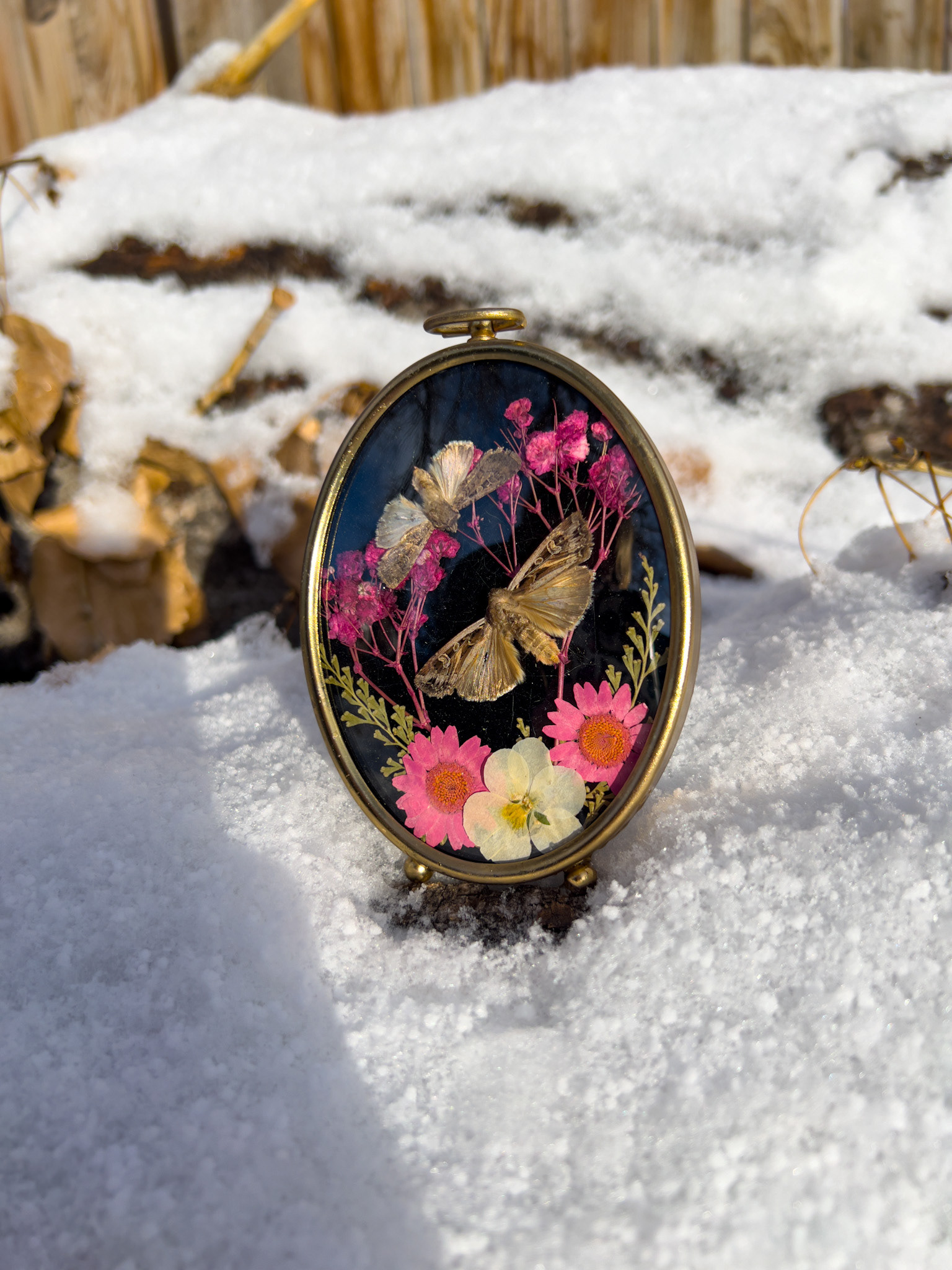 Dark sword-grass moths and preserved orb weaver web surrounded by dried flowers in a vintage oval gold convex frame. Love this lil beauty!
