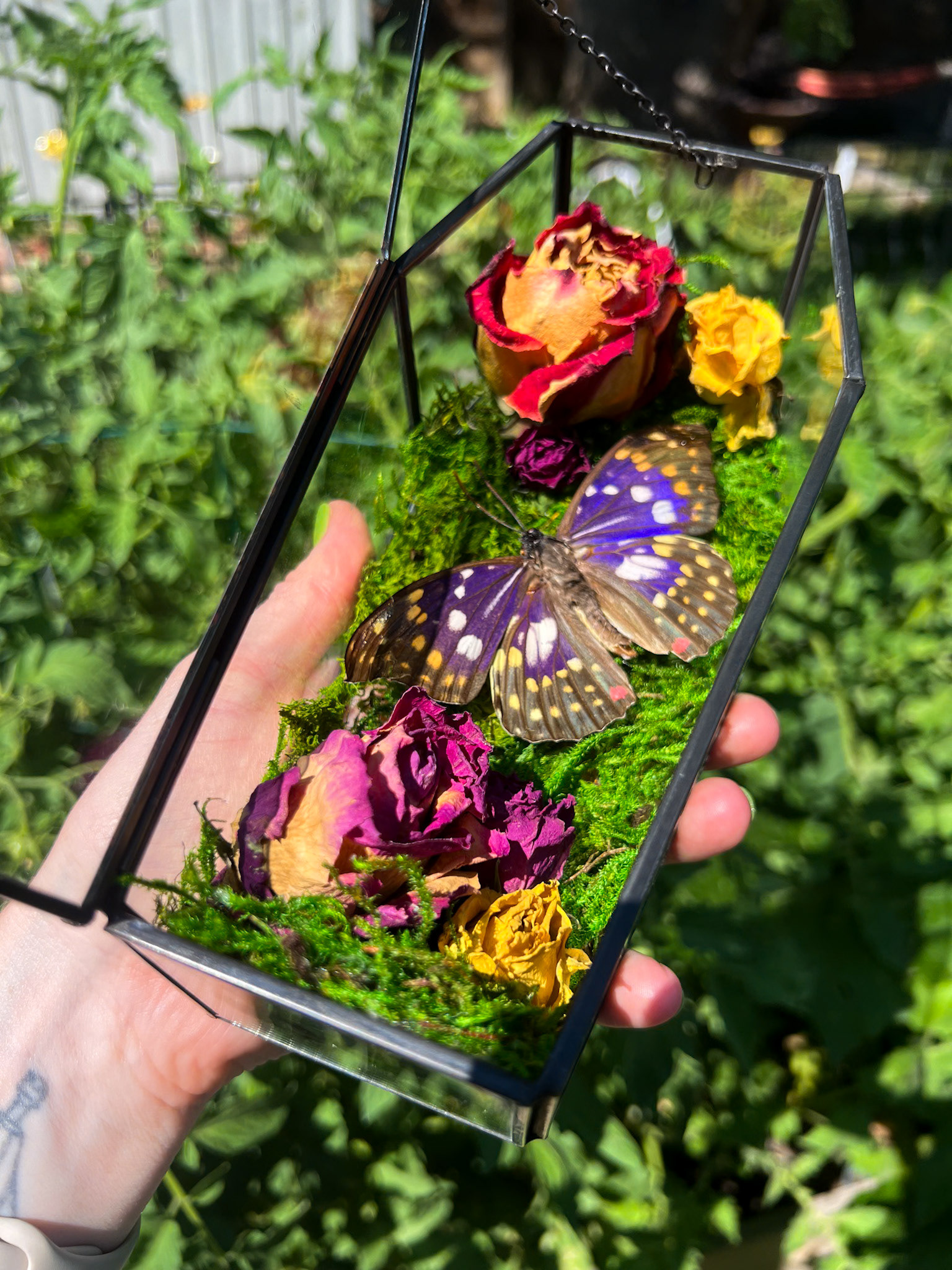 A vibrant Purple Emperor butterfly surrounded by lush moss and vivid multi-colored roses in a timeless glass coffin terrarium.