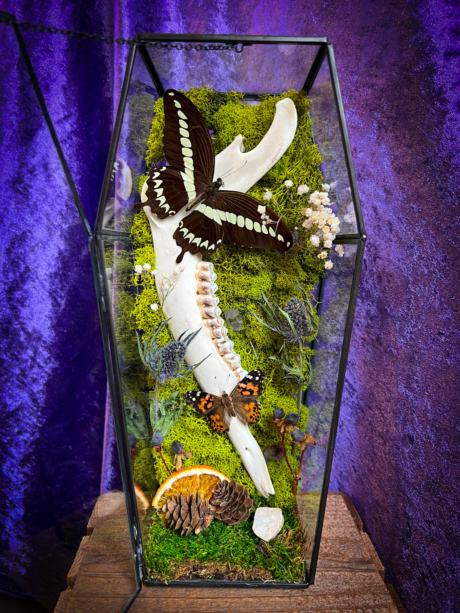 Large Deer Jaw Coffin with a Painted Lady (hand-raised by me!) and Papilio Gigon butterfly, surrounded by dried moss, flowers, crystals, pinecones, and a slice of orange for a vibrant touch.