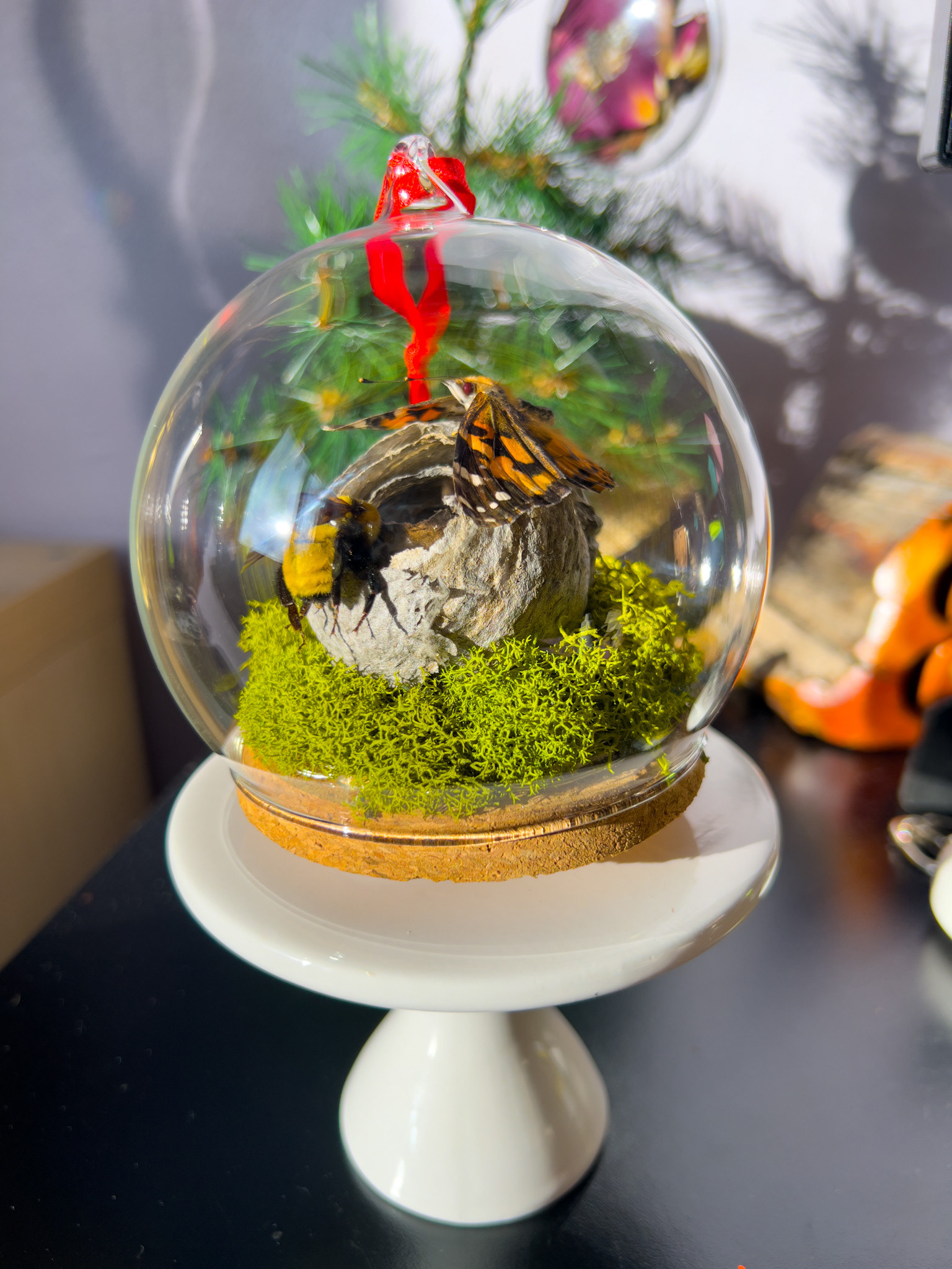 This enchanting ornament features my hand-raised Painted Lady butterfly, a preserved bumblebee, and a delicate wasp nest foraged from my own home. 🌿 Accented with dried moss and glowing fairy lights.