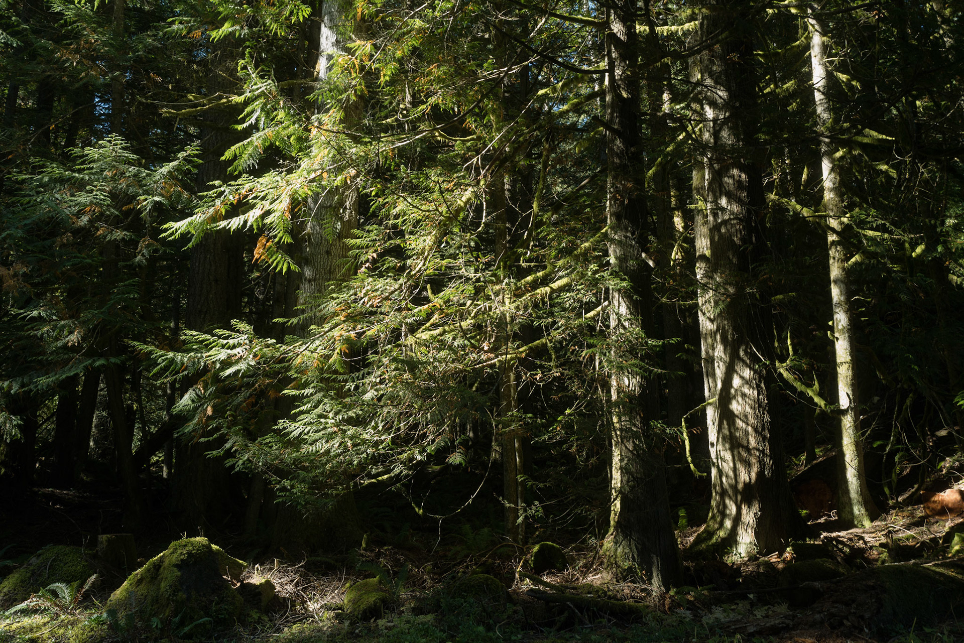 olympic national park