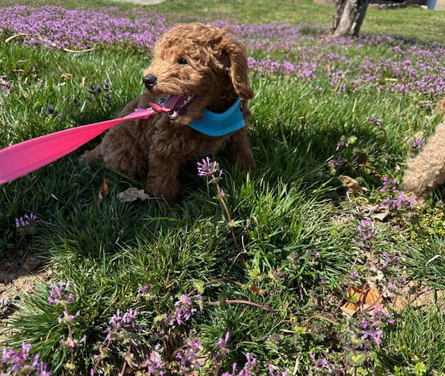 Rocky 15 weeks