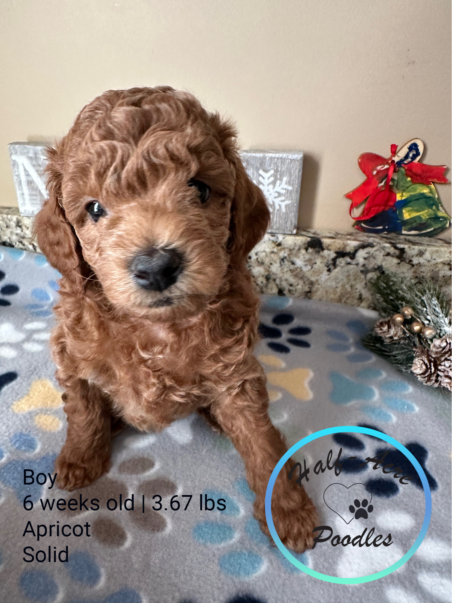 6 weeks old