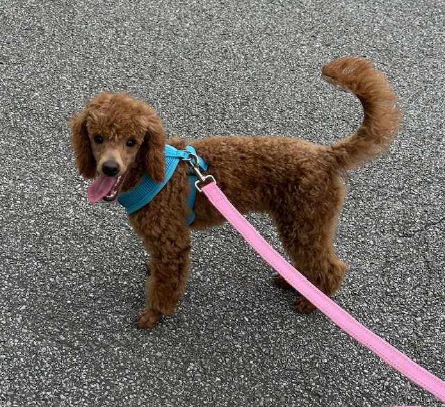 Rocky 21 weeks