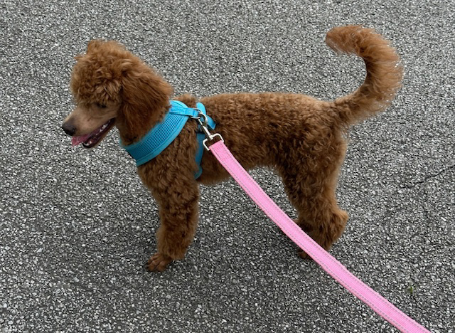 Rocky 21 weeks