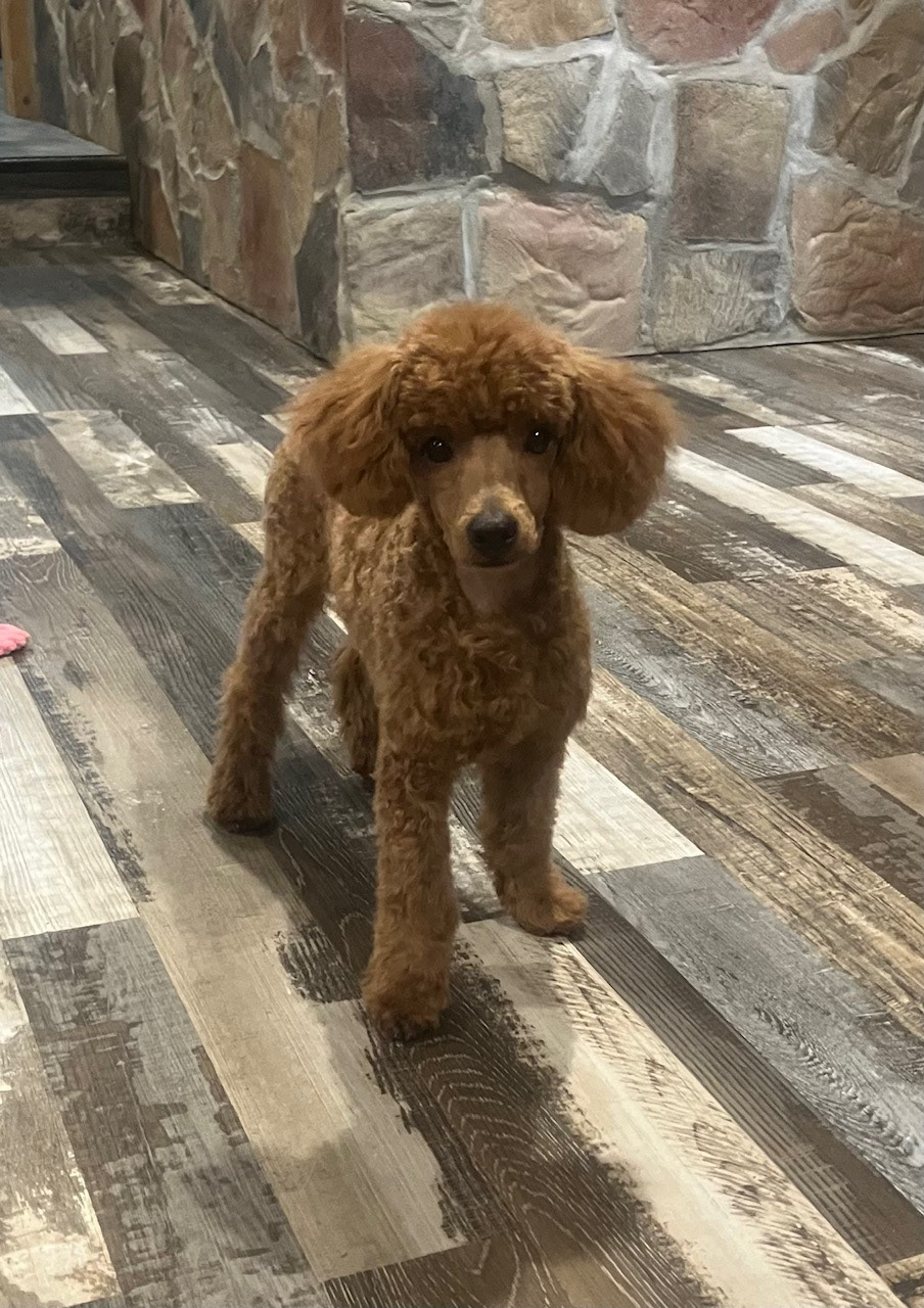19 weeks, after groomer (from mom)