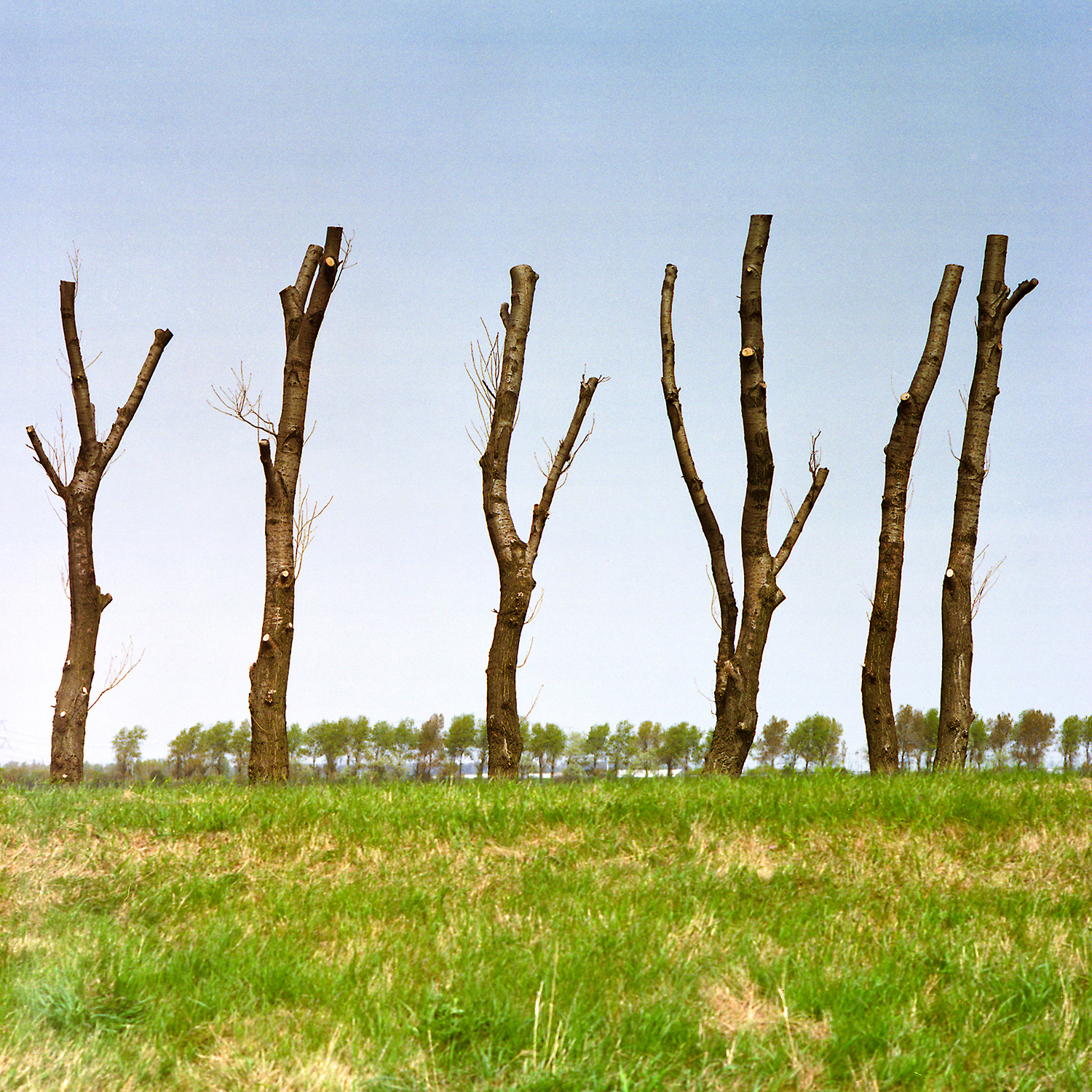 Rozenburg 2006