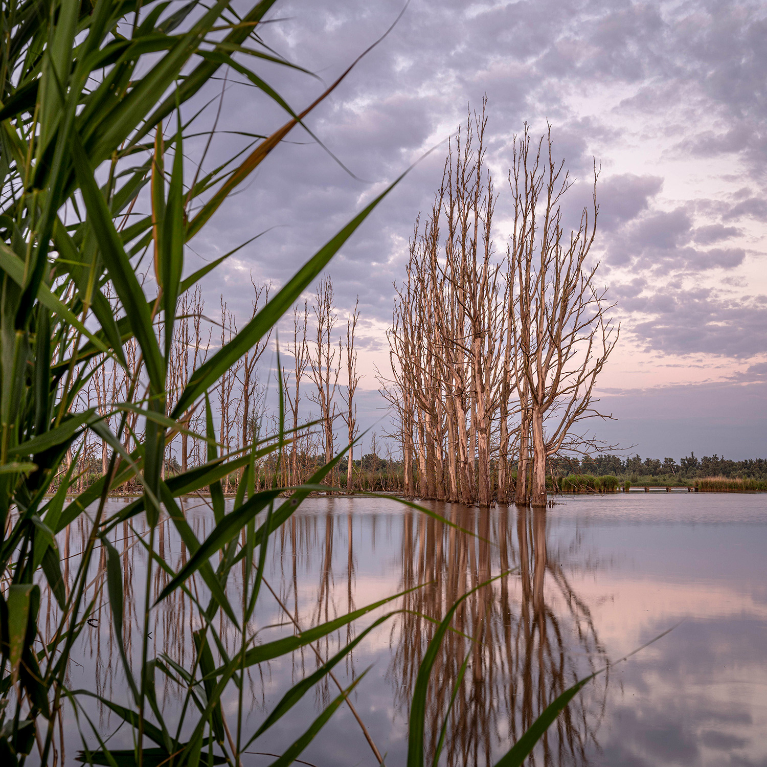 Biesbosch 2020