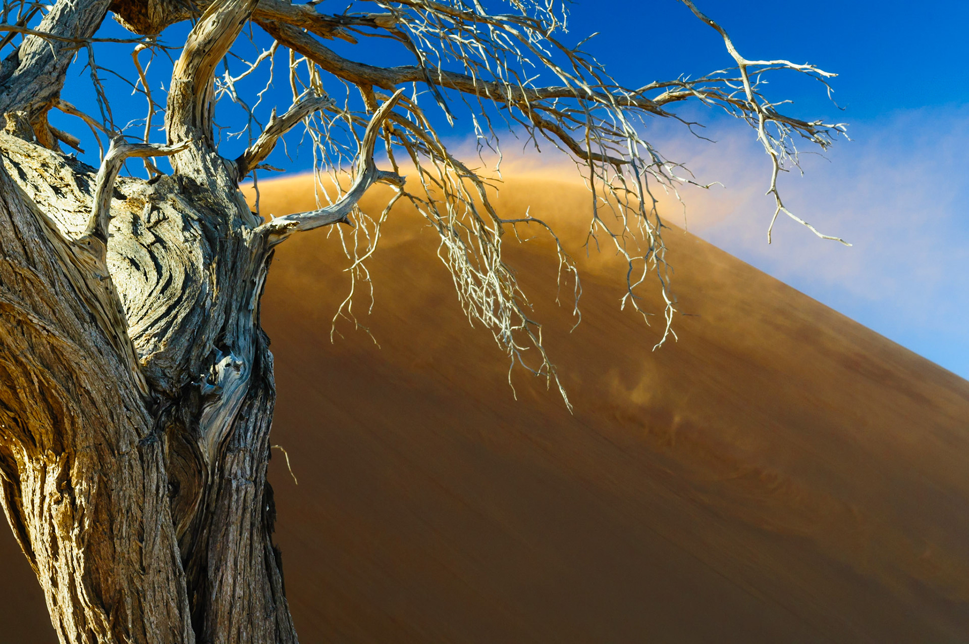 Namibia, Namib, dune, tree