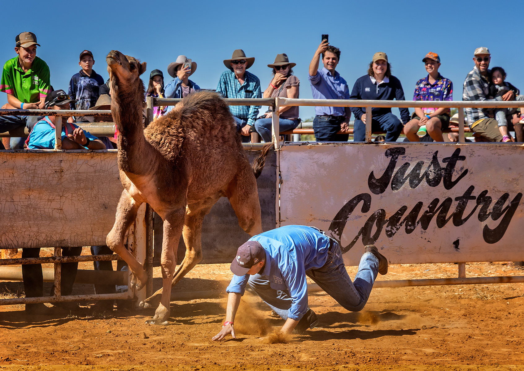 2025 Camel Tagging @Camel Races Boulia