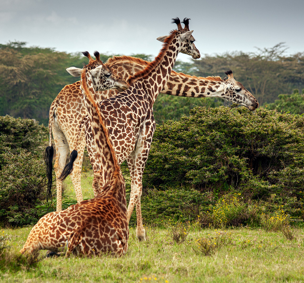 Long Necks, Lake Naivasha, Africa
