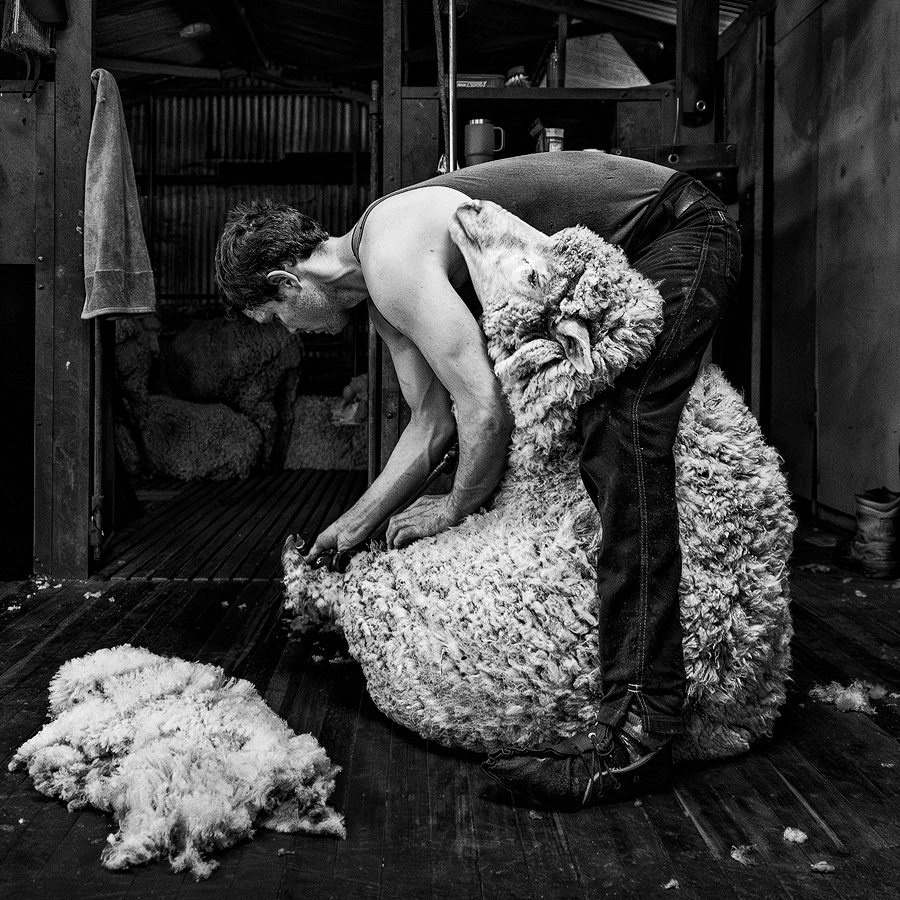 Merino Shearing