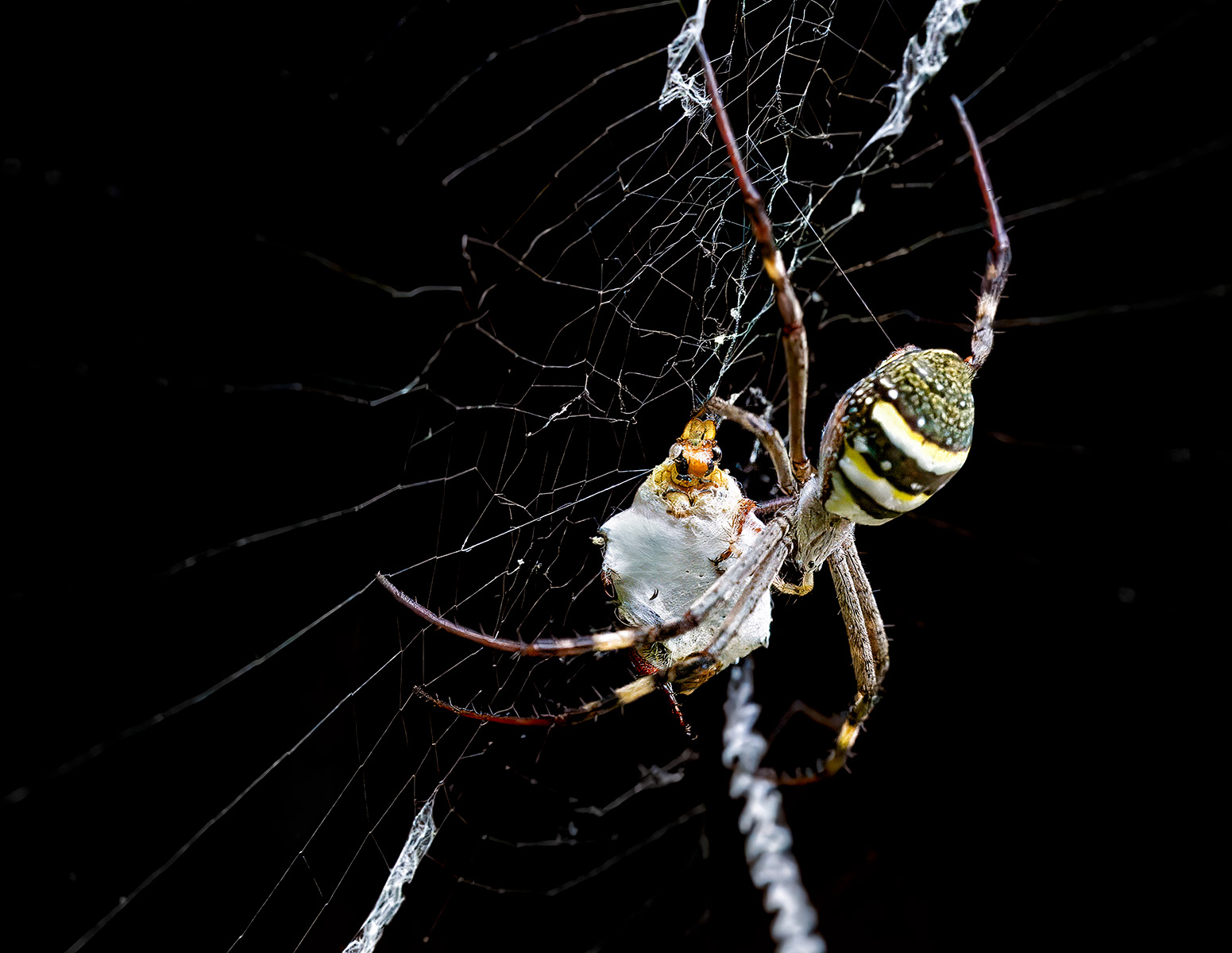 Entangled