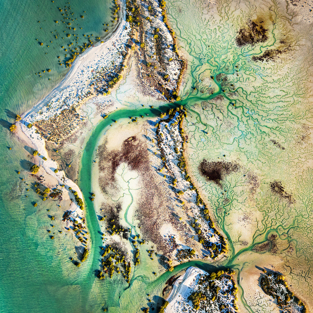 Tree Patterns, Shark Bay