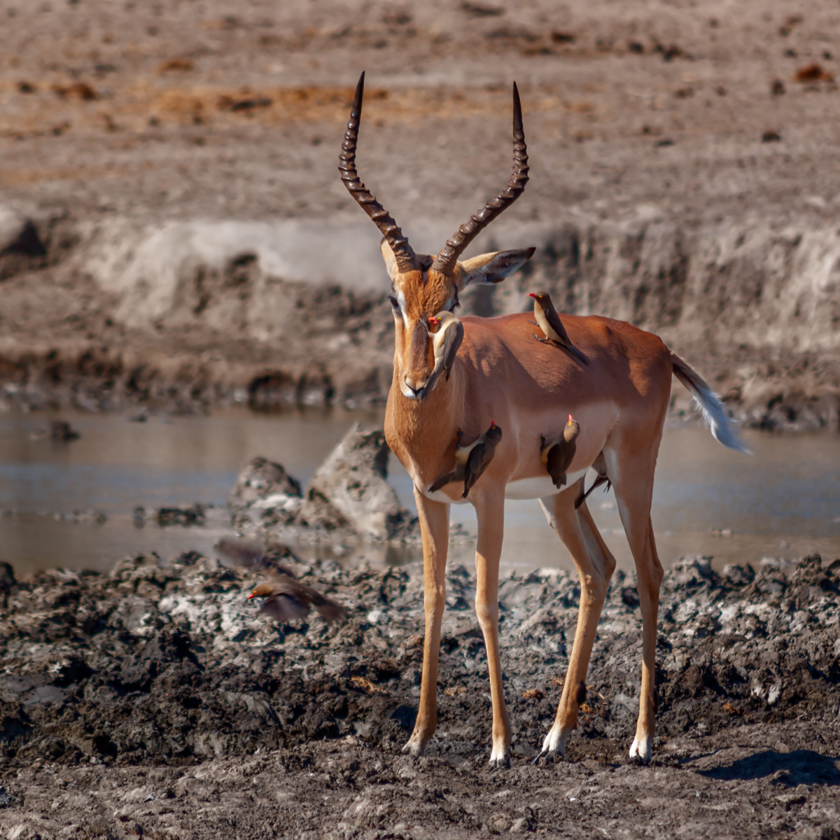Mutual Benefit, South Africa