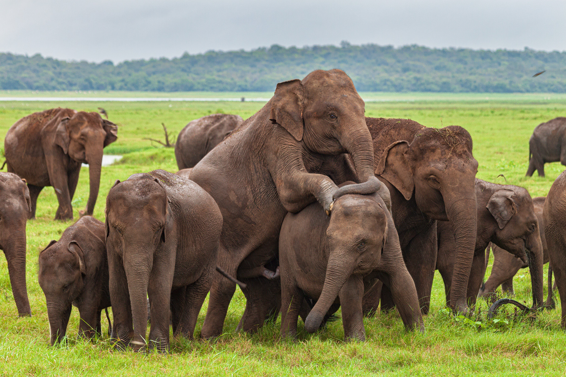 Playful, Sri Lanka
