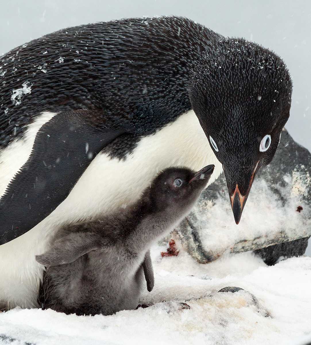 Tender Moment, Paulet Island