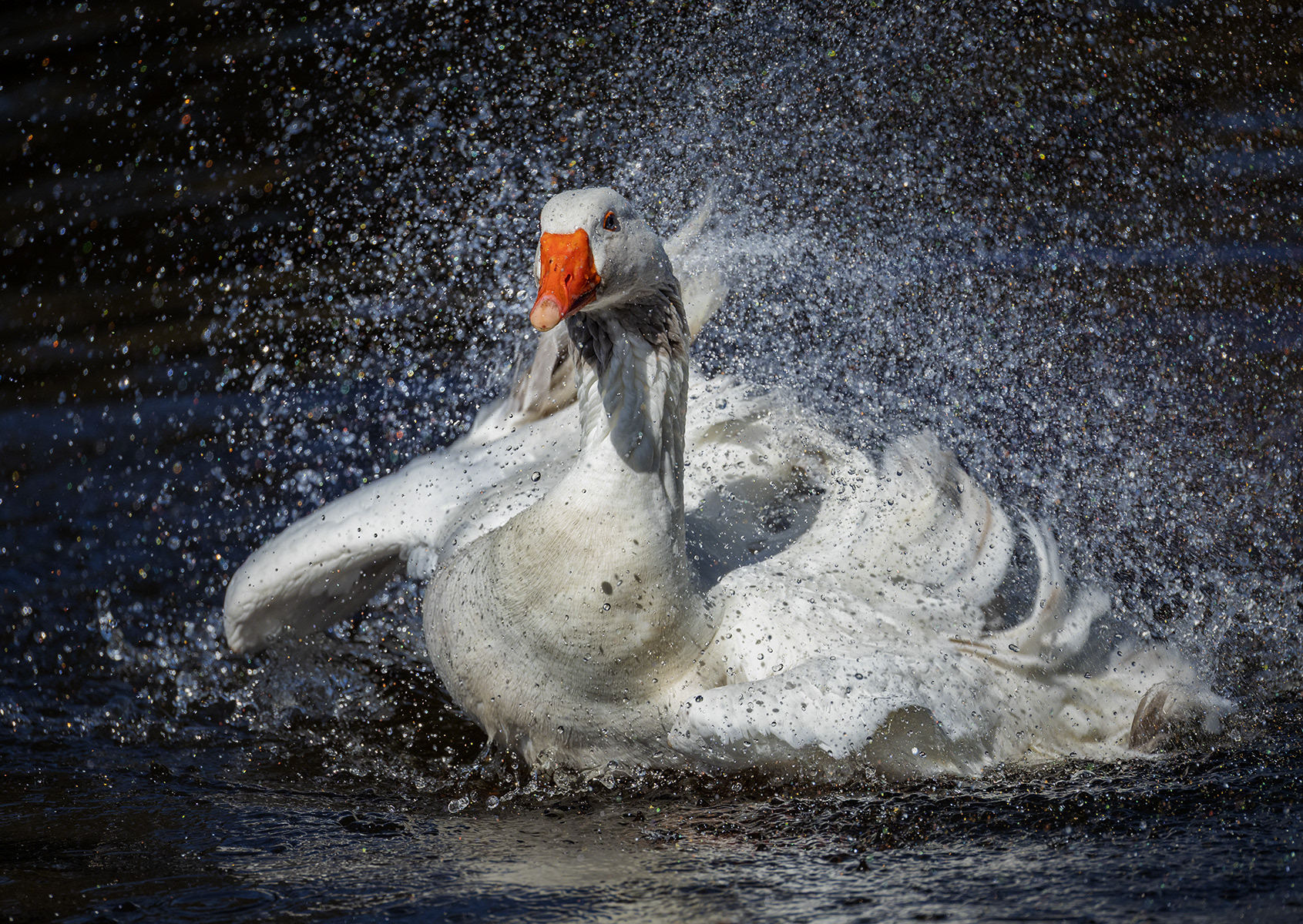Feathered Frenzy