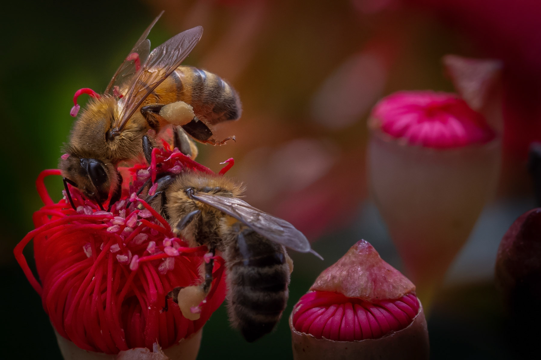 Gathering Honey, Lake Tyers