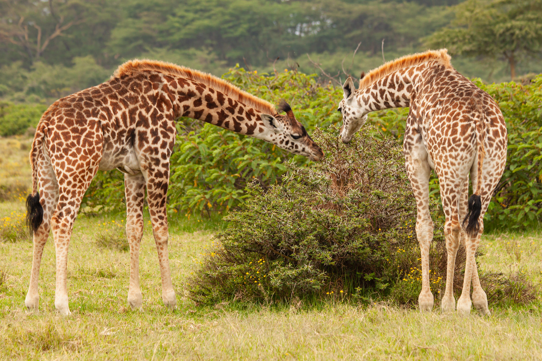 Giraffe Snack Time, Kenya