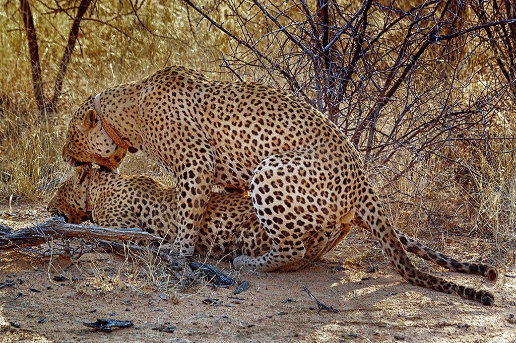 Frisky, Namibia