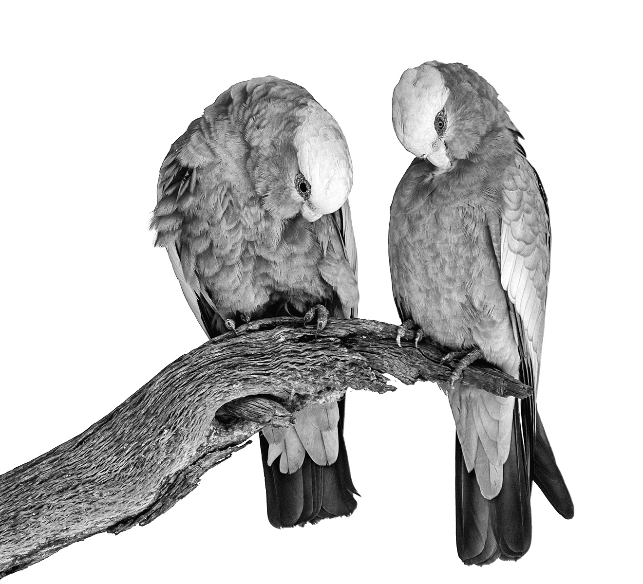 A Pair of Galahs, Wyperfeld NP, Victoria