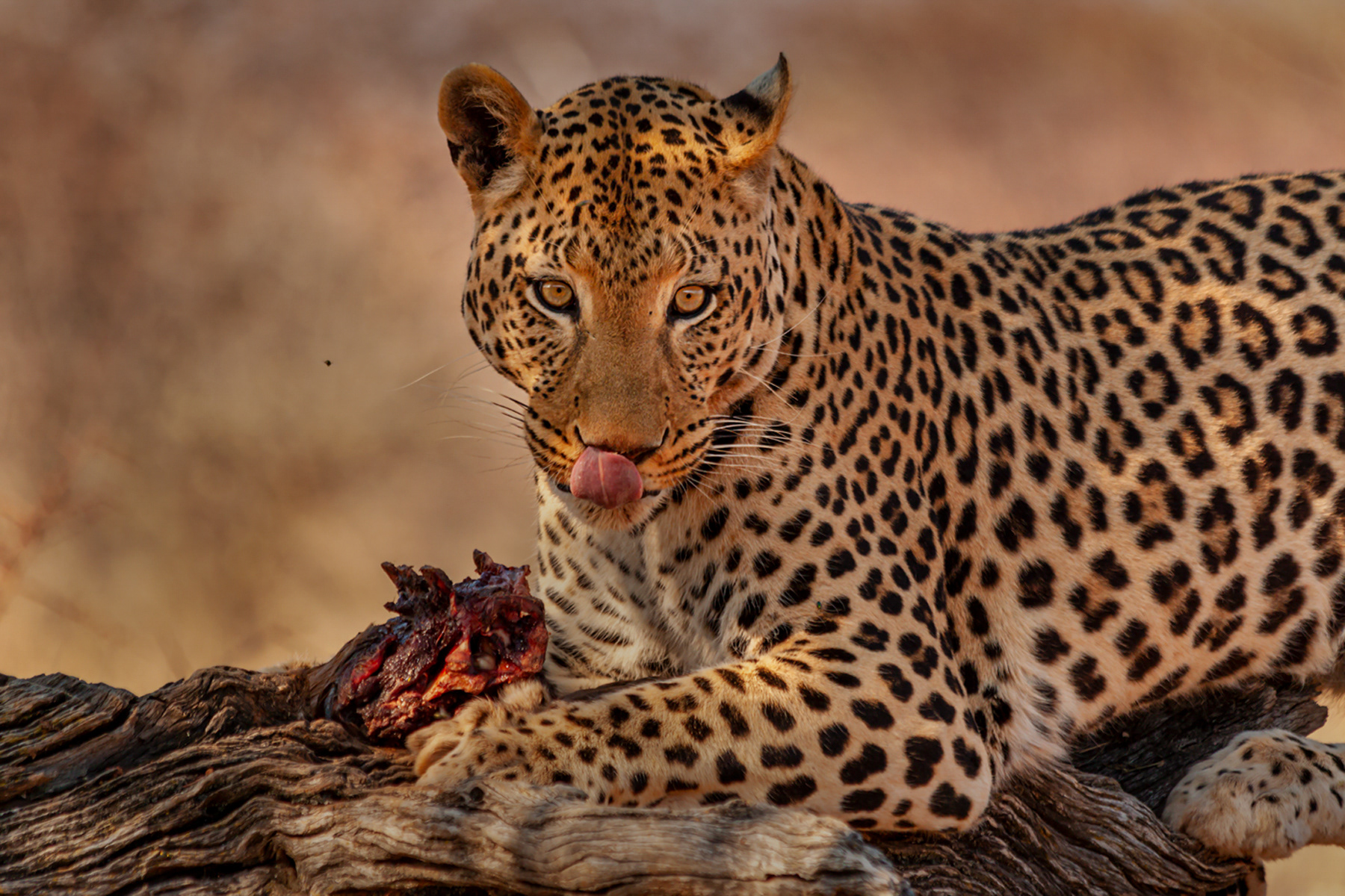 Time for a feed, Namibia