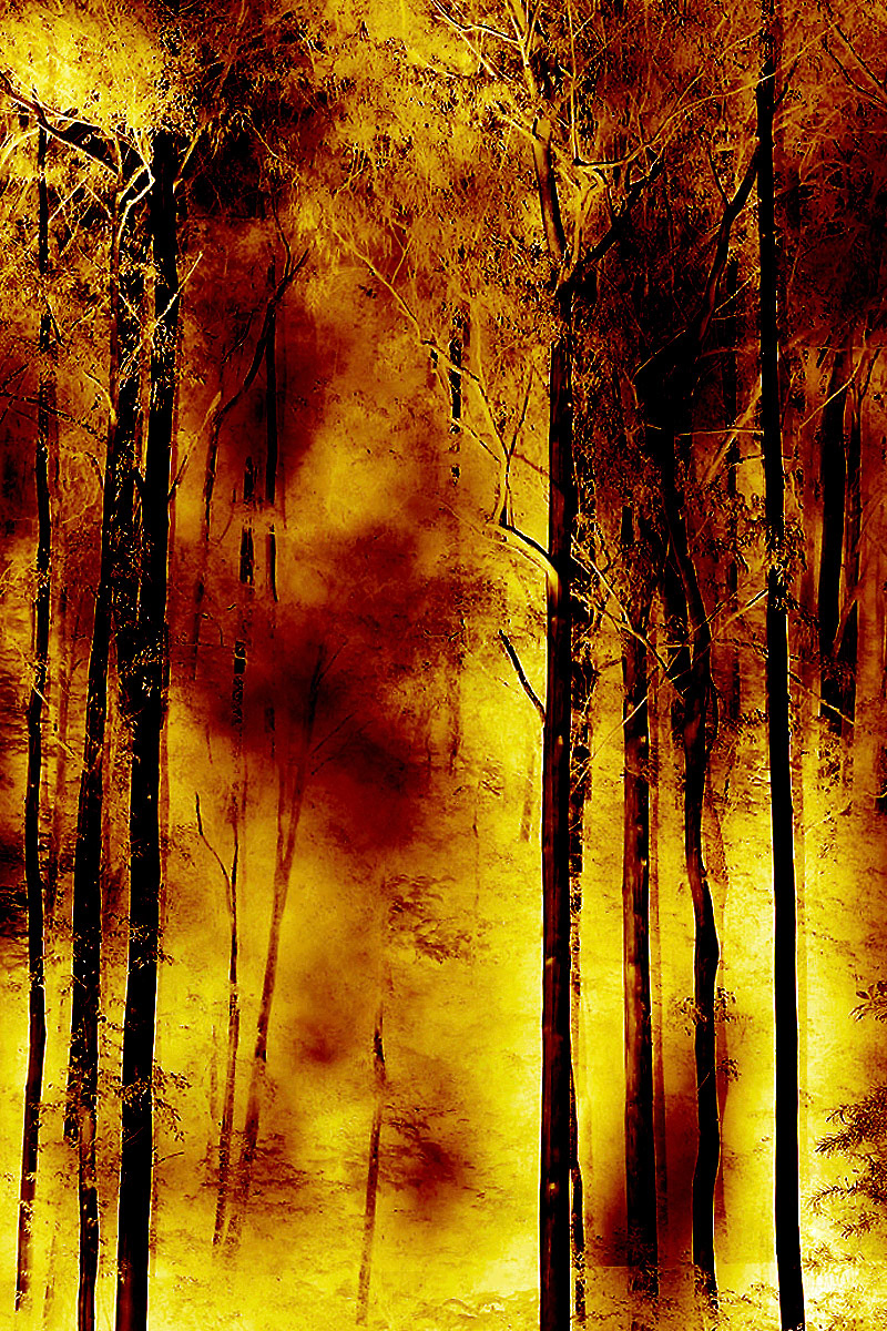 Forest Fire