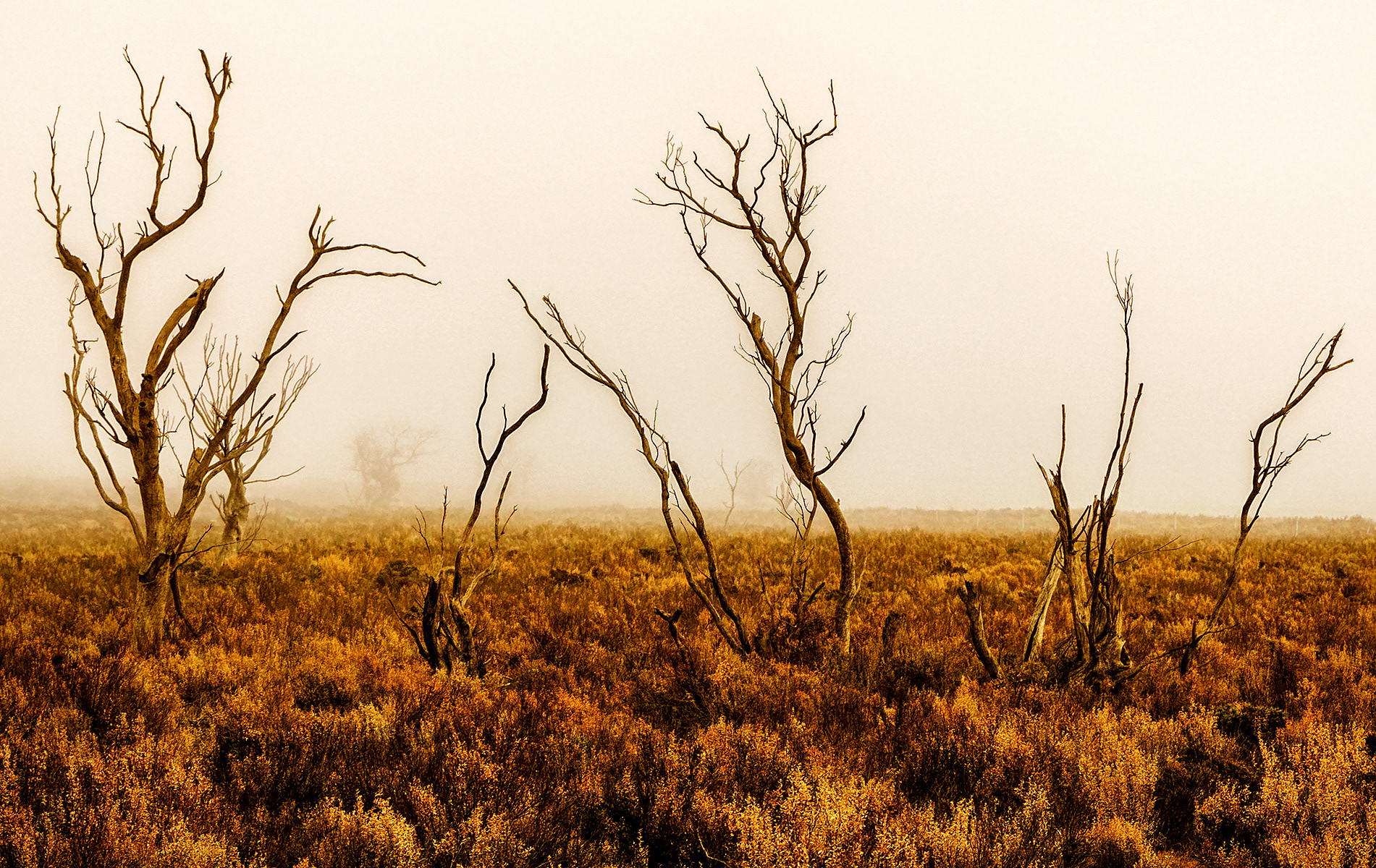 Trees in Fog, Sea Lake