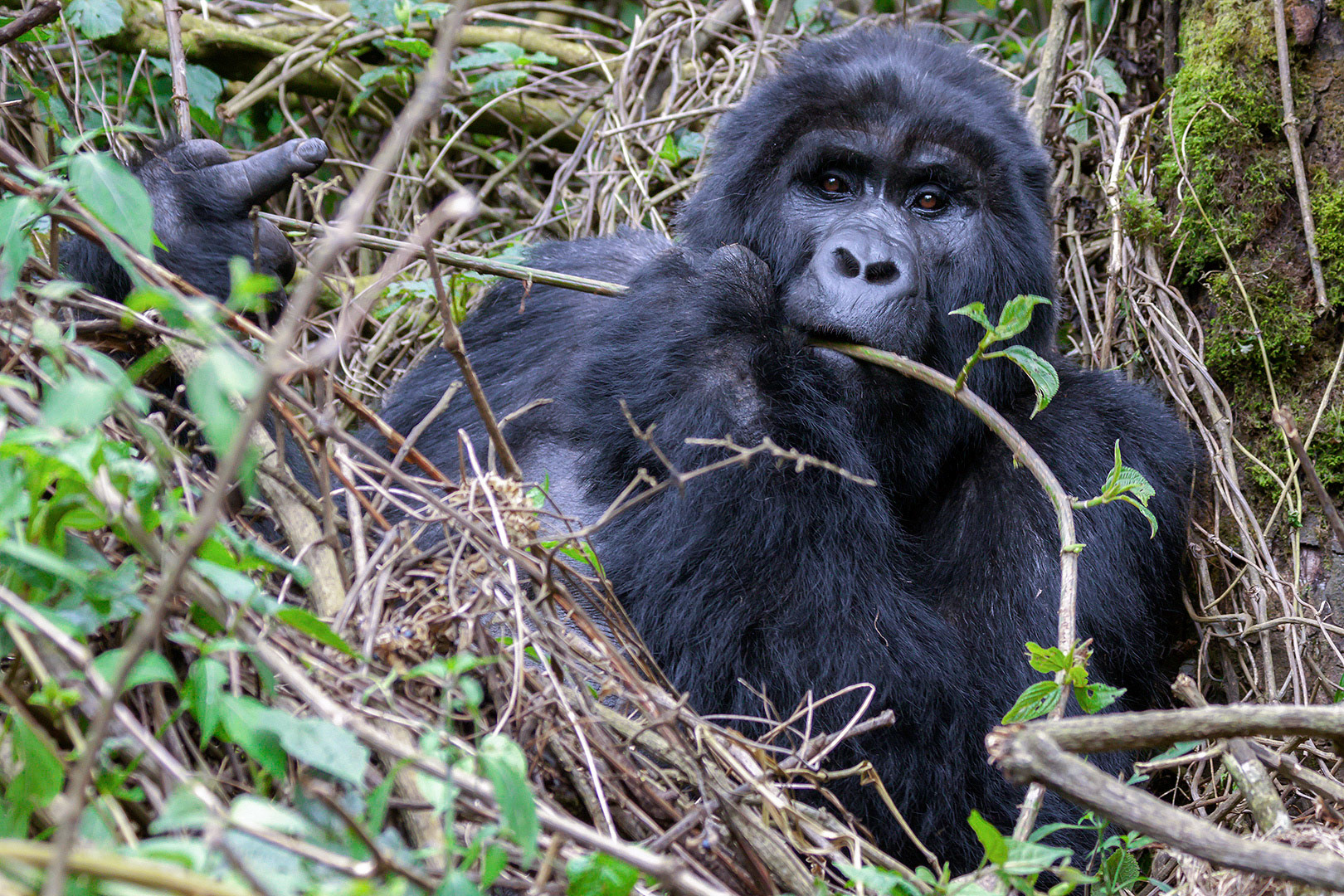 Gorilla Lunch, Uganda