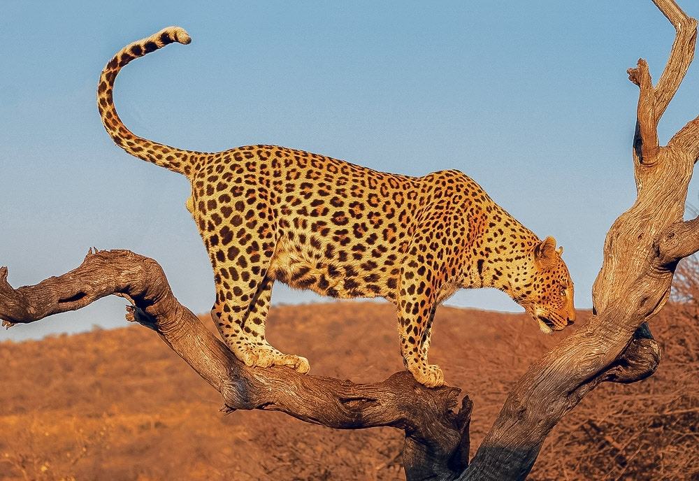 Conflict, Namibia