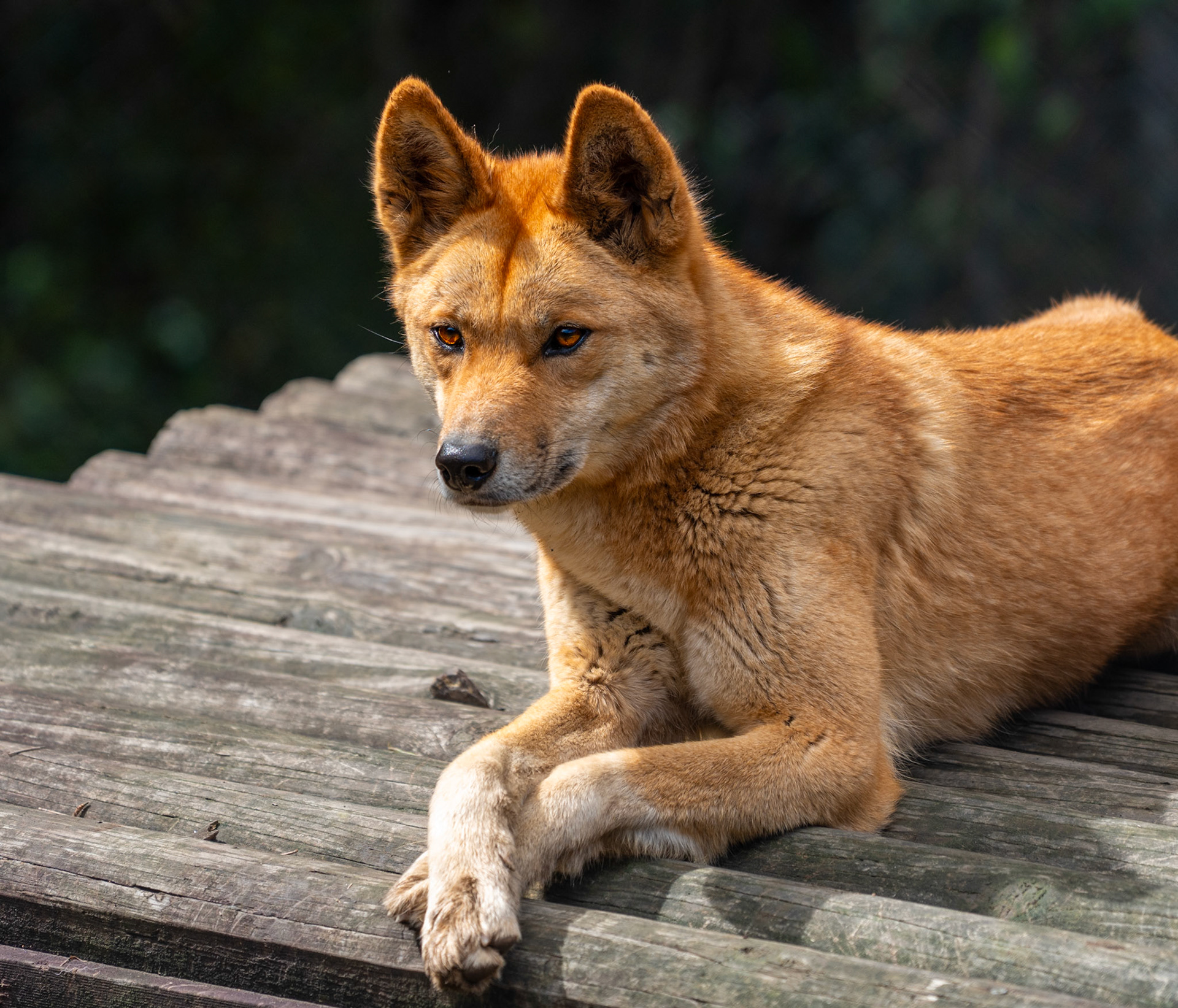 Australian Dingo