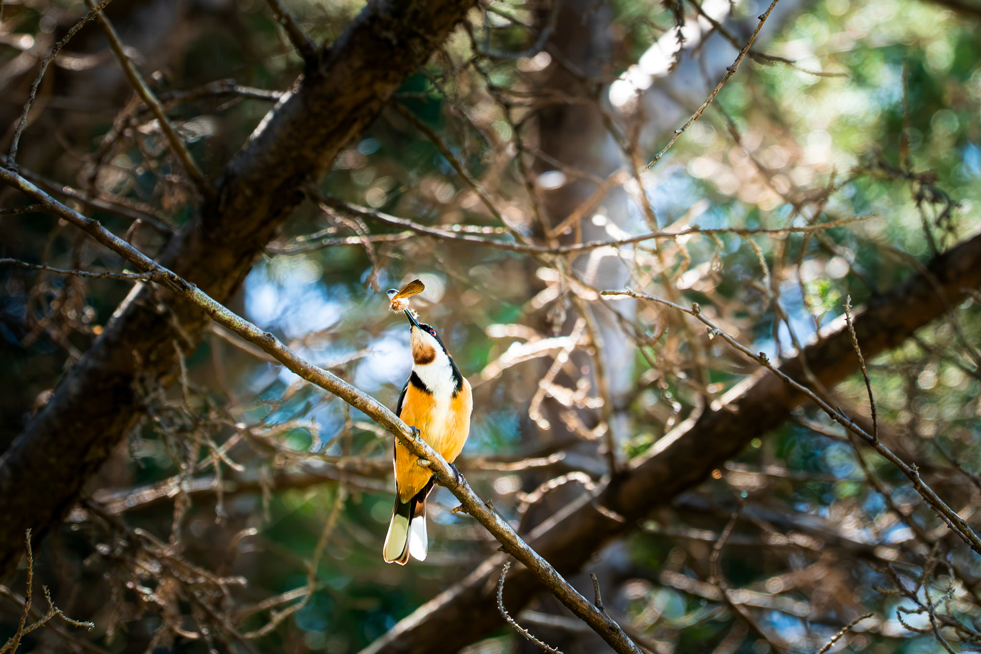 Eastern Spinebill