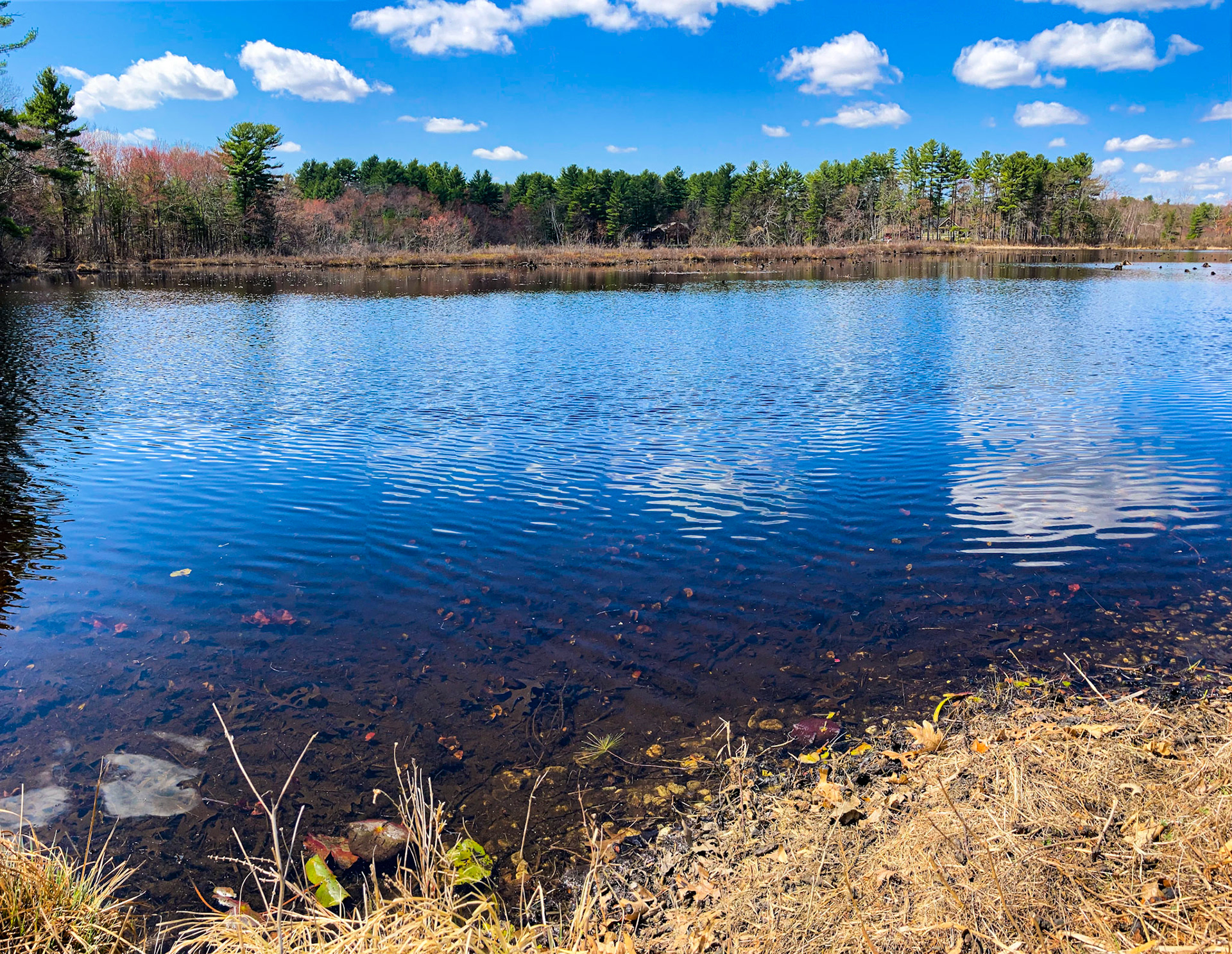 Pond Front