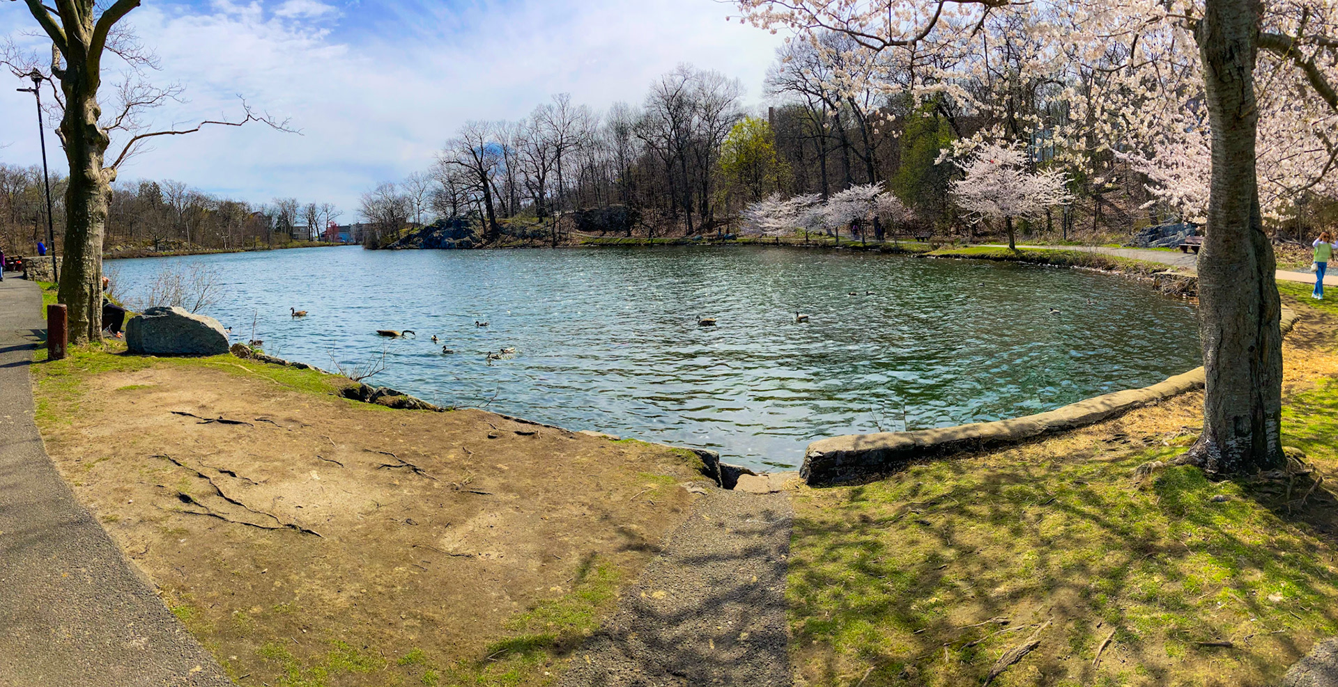Duckings!