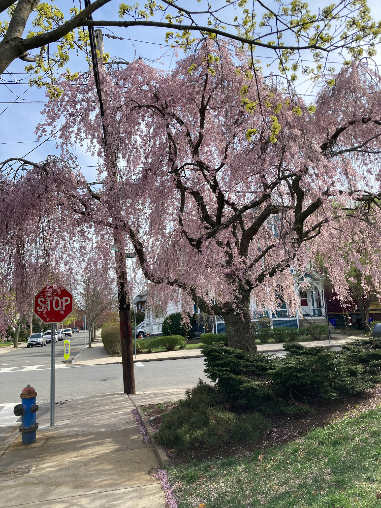 Pink Weeping Cherry Tree
