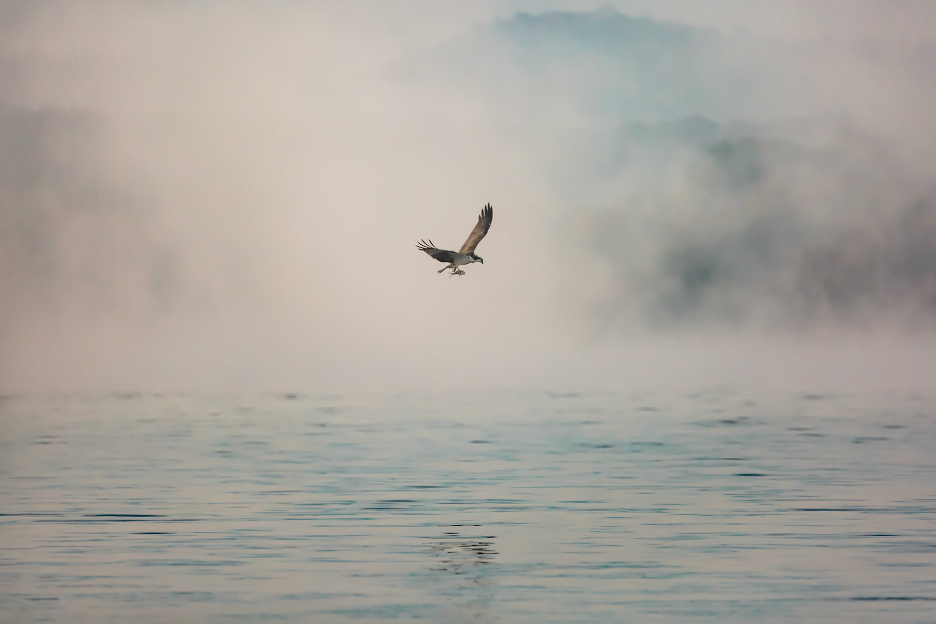 An Osprey with a half eaten fish flies through the early morning mist at Bhadra wildlife sanctuary......#osprey #birds #BirdsOfInstagram #birdsofprey #birdstagram #birdseyeview #BirdsOfAFeather #birdsofig #birdsofindia #birdseye #birdsofparadise #birdsong #birdsphotography #birdslover #birdselite #birdsofindia #birdsmagazine #birdsetfree #birdsplanet #birdsofinsta #birdslife #birdsanctuary #birdspotting