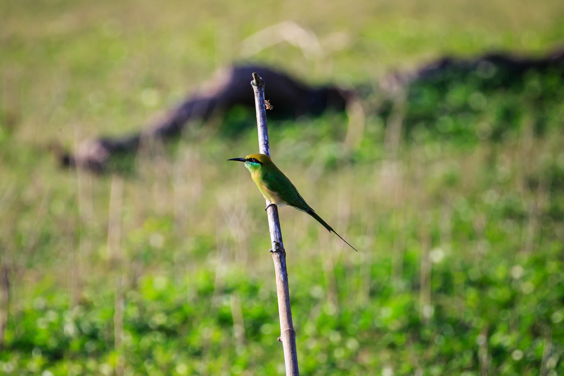 A Green Bee Eater.....#beeeater #beeeaters #birds #BirdsOfInstagram #birdstagram #birdseyeview #BirdsOfAFeather #birdsofig #birdsofindia #birdseye #birdsofparadise #birdsong #birdsphotography #birdslover #birdselite #birdsofindia #birdsmagazine #birdsetfree #birdsplanet #birdsofinsta #birdslife #birdsanctuary #birdspotting