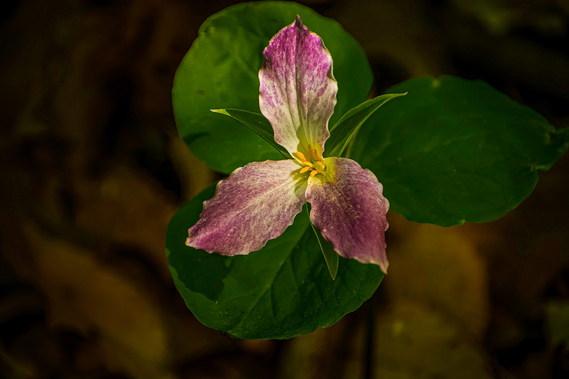 10056 Trillium