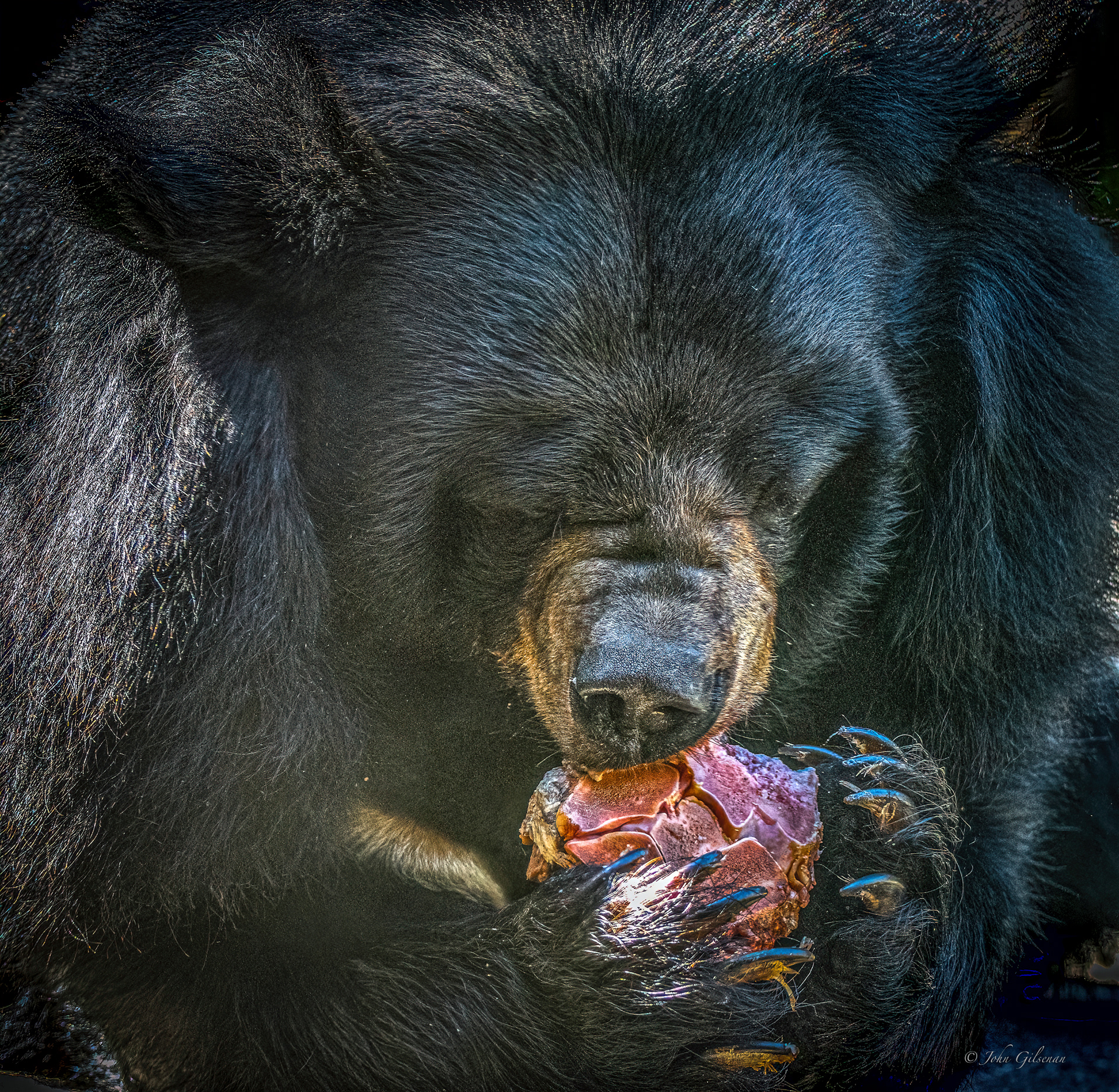 11507 Asian Black Bear