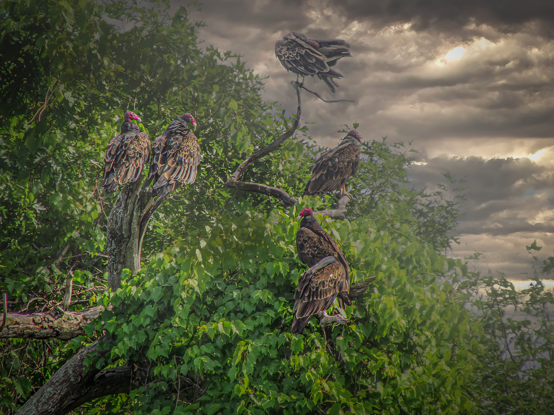 10484 The Vultures of Salmon Point