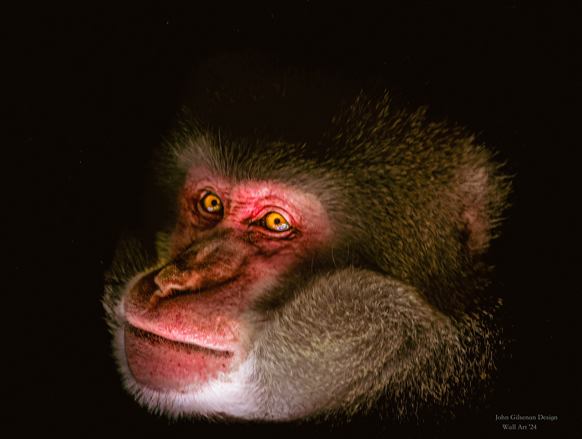 10878 Japanese Macaque (Cercopithecidae)