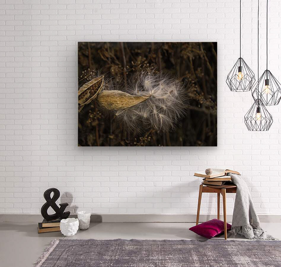 11054 MILKWEED 2