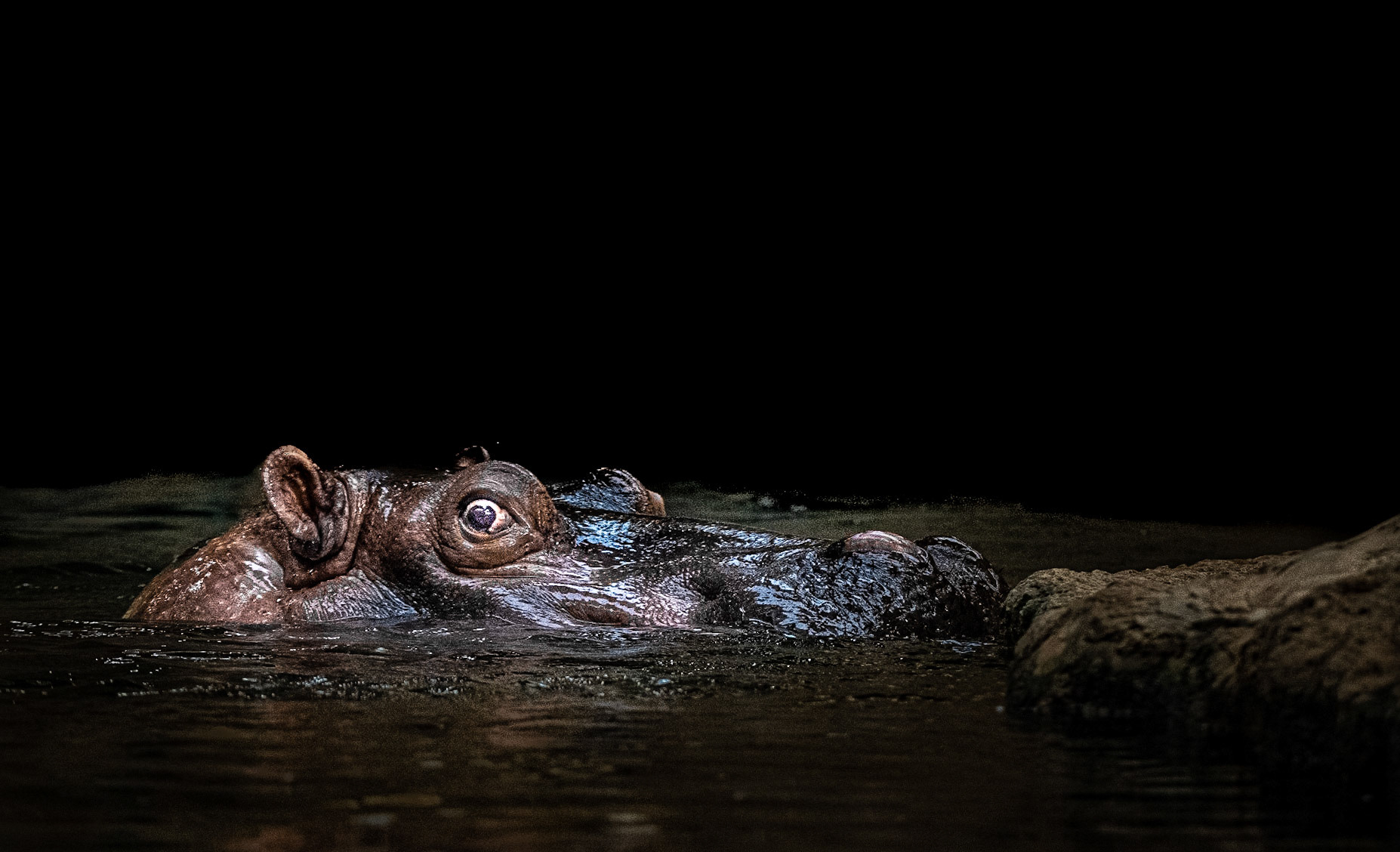 10493 Hippopotamus Hippopotamuse /Hippopotame (hippopotamus)  
