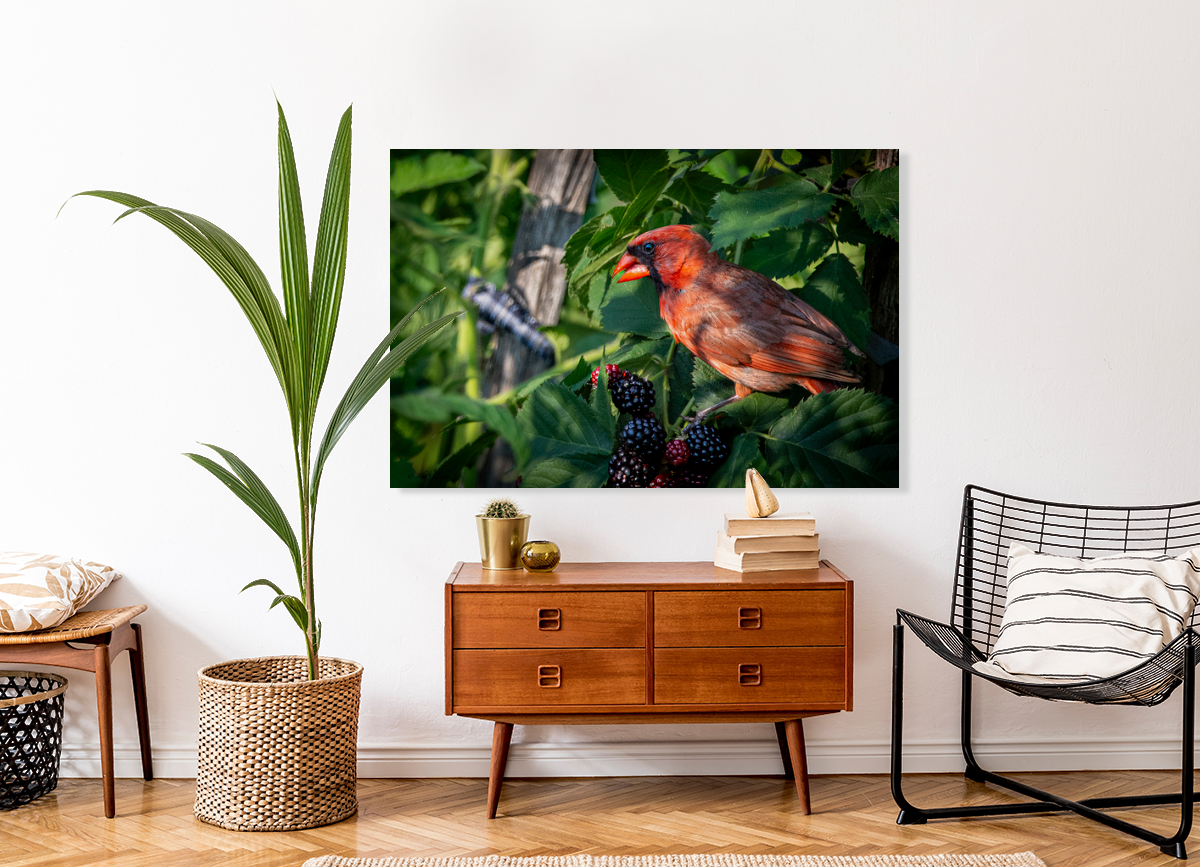 11512 Northern Cardinal with a Mother Load