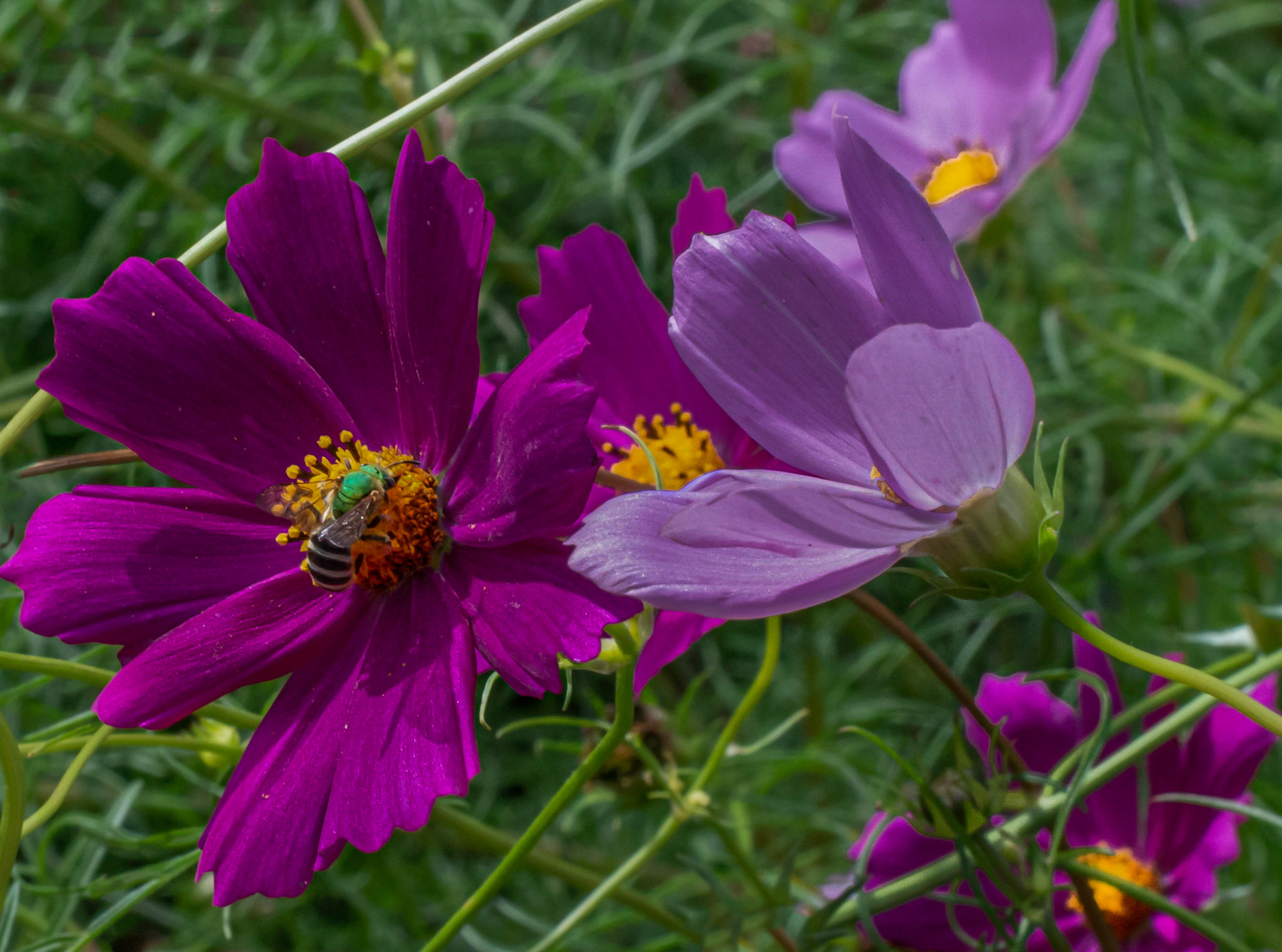 10923 Cosmos